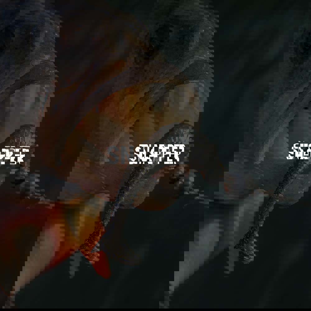 a Perch with a Korum Lure in its mouth